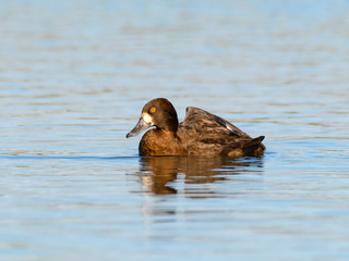 Female Lesser Scaup Swimming in Fall