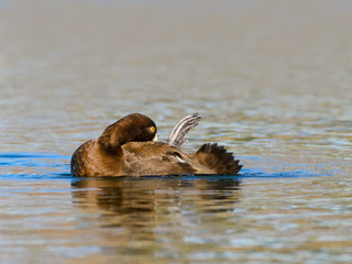 Female Lesser Scaup Swimming and Preening in Fall
