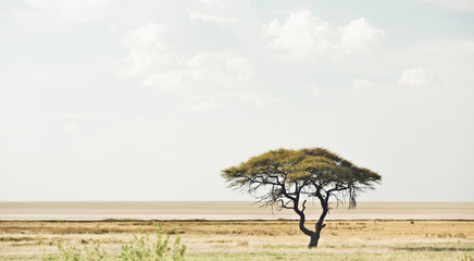 Naklejka na ściany i meble African Acacia tree in Etosha National Park 