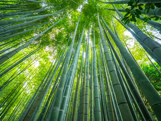 Tall Bamboo trees in an Japanese Forest