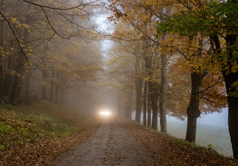 Car headlights can be seem coming along the road on a misty day in late Autumn as the trees begin to lose their leaves