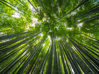 Obraz na płótnie Canvas Bamboo Forest in Japan - a wonderful place for recreation