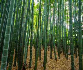 Fototapeta premium Bamboo Forest in Japan - a wonderful place for recreation