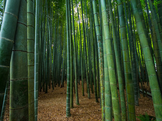 Fototapeta premium Walking through a Bamboo Forest in Japan