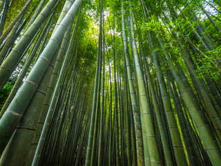 The tall bamboo trees of Kamakura - a wonderful place