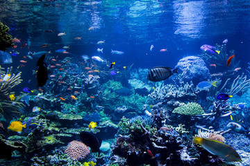 Fototapeta na wymiar Aquarium reef