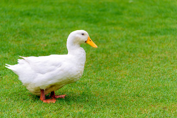 A white duck stand on the grass field.