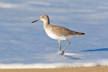 Bird in the surf willet shore bird at Huntington Beach