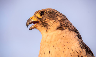 Picture of Falcon