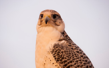 Picture of Falcon
