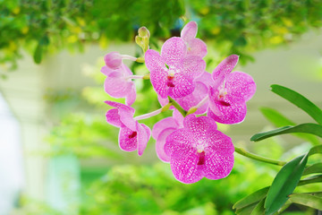 Obraz premium pink flower in garden
