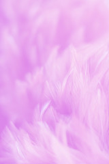 Blur Bird chickens feather texture for background, Fantasy, Abstract, soft color of art design.