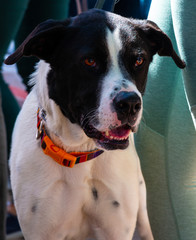 Black and White Dog 