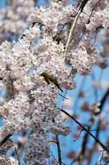 桜の花に止まるメジロ