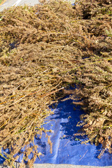 Perilla just before harvest