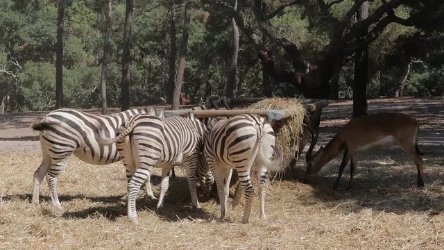 Happy feeding time for 4 herbivore friends, multispecie sharing their meal in harmony. Funny moment of their waving tails.