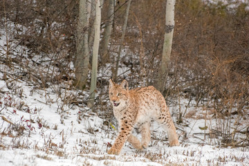 Siberian Lynx Cub Kitten in the Snow 5