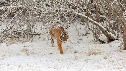 Amur Tiger Walking in the Winter Snow