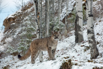 Mountain Lion Cub among Birch Trees in Winter 1