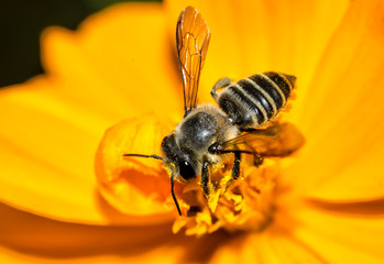 Bee perched on a yellow  flower 