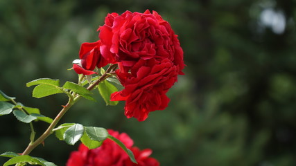 Obraz premium roses