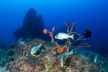 Long Nose Emperor fish hunting on a tropical coral reef