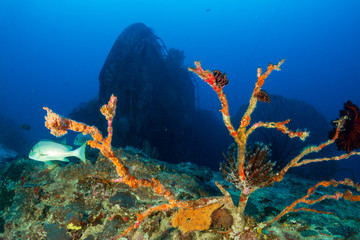 Tropical fish in front of a large, underwater shipwreck in Thailand