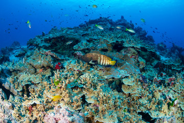 Naklejka na ściany i meble Thriving, colorful tropical coral reef, surrounded by tropical fish