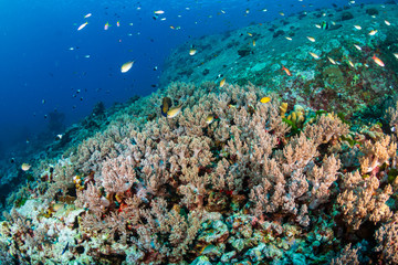 Beautiful, colorful soft corals on a thriving tropical coral reef in Thailand (Richelieu Rock)