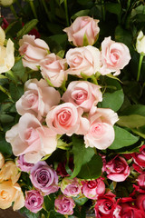 close up of colorful rose for background 