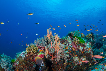 Fototapeta na wymiar Thriving, colorful tropical coral reef, surrounded by tropical fish