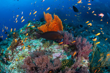 Thriving, colorful tropical coral reef, surrounded by tropical fish