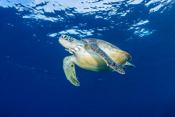 A large Green Sea Turtle swimming in a blue ocean