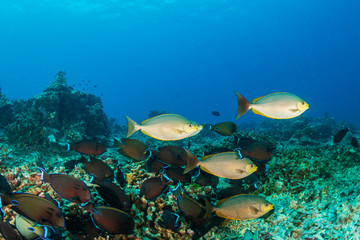 Tropical fish feeding on a coral reef