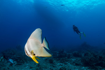 Naklejka na ściany i meble Huge Batfish (Spadefish) and background SCUBA divers on a clear, tropical coral reef