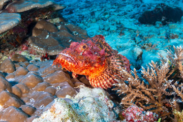 Fototapeta na wymiar Colorful Bearded Scorpionfish on a dark tropical coral reef