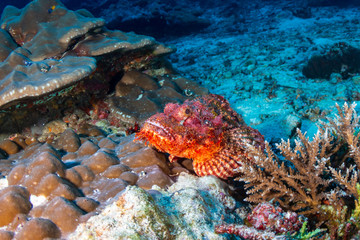 Fototapeta na wymiar Colorful Bearded Scorpionfish on a dark tropical coral reef