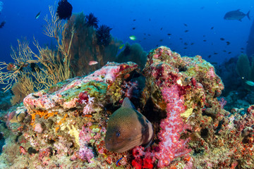 Giant Moray Eel hidden in a hole in a coral pinnacle on a tropical reef