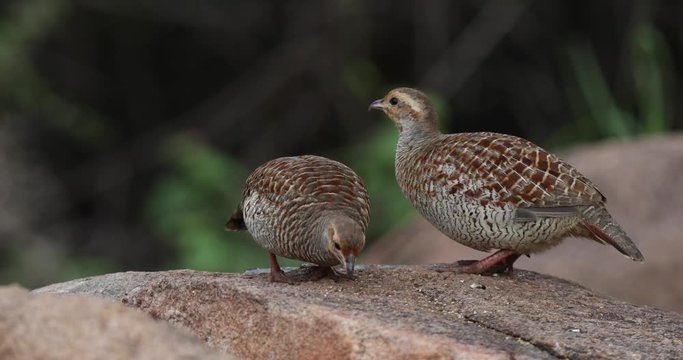 Grey Francolins eating on grains, Hampi, Daroji Sanctuary, Karnataka, India.