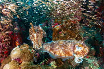 A pair of beautiful Cuttlefish surrounded by Glassfish on a colorful tropical coral reef (Richelieu...