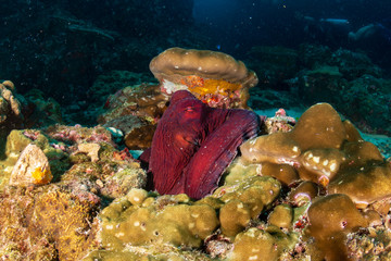 Fototapeta na wymiar Colorful Octopus on a dark tropical coral reef at dusk