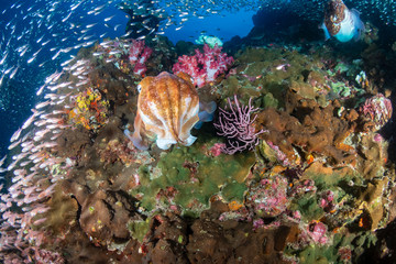 Huge, beautiful Pharaoh Cuttlefish on a tropical coral reef at dawn (Richelieu Rock, Thailand)