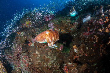 Huge, beautiful Pharaoh Cuttlefish on a tropical coral reef at dawn (Richelieu Rock, Thailand)