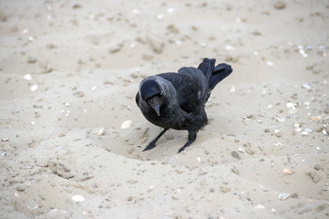 Raven bird and jackdaws on the North Sea