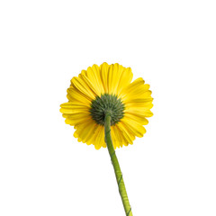 Yellow gerbera flower isolated on white background. Back view