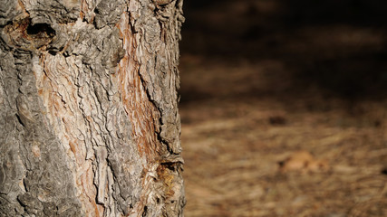 bark of a tree