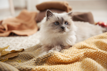 Cute cat with knitted blanket on floor at home. Warm and cozy winter