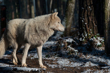 Arctic wolf (white wolf, canis lupus arctos)