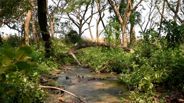 Forest creek flowing into the wetland,Tree falling straddling streams, Sam Roi Yot National Park, Prachuap Khiri Khan, Thailand