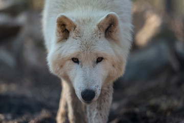 Obraz premium Arctic wolf (white wolf, canis lupus arctos)